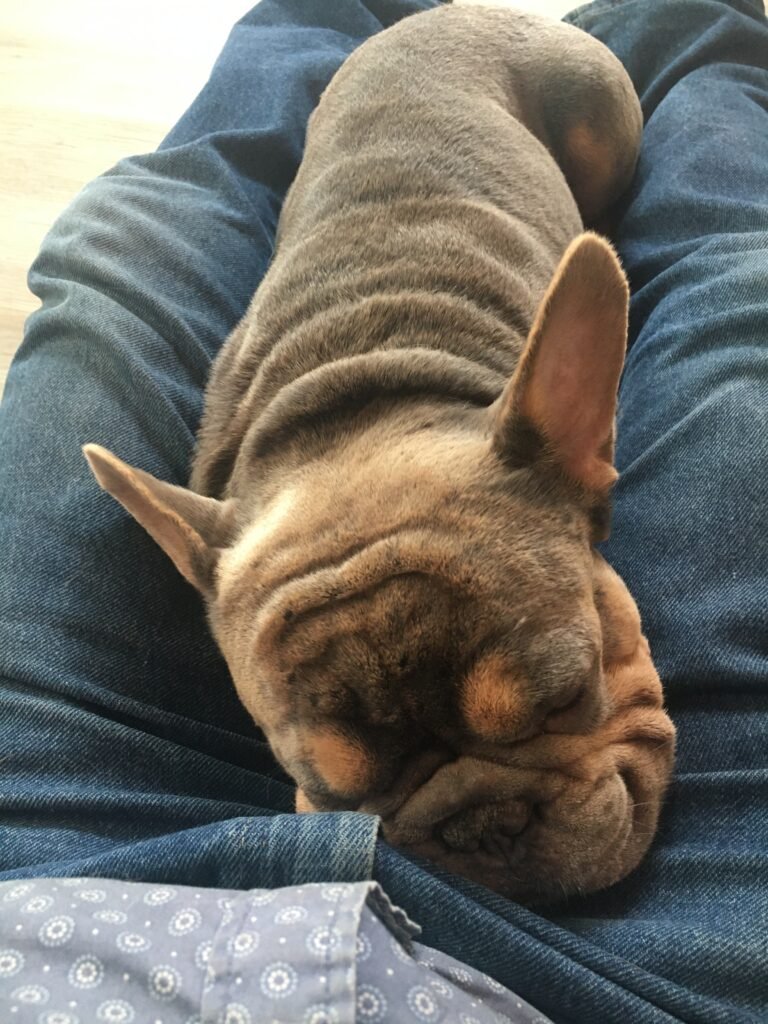Pattaya Dog Club (sleeping french bulldog)