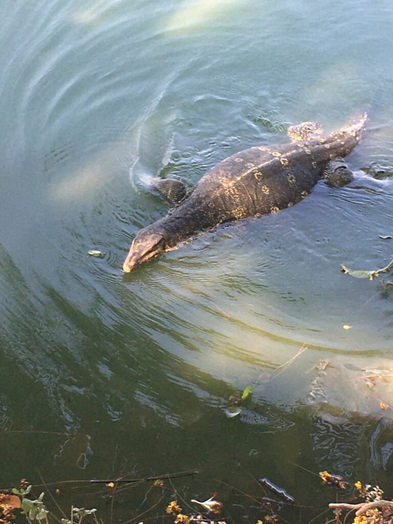 Lumphini Park - Water Monitor - Bangkok